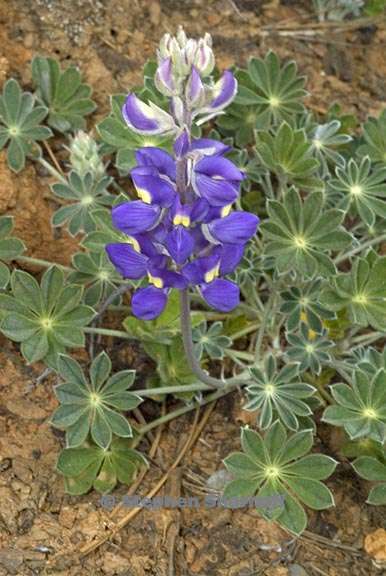 lupinus grayi 2 graphic